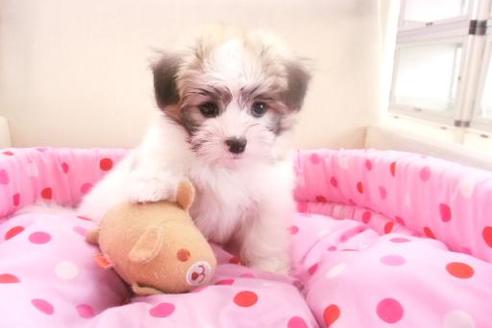 成約済の大阪府のミックス犬-1821の3枚目